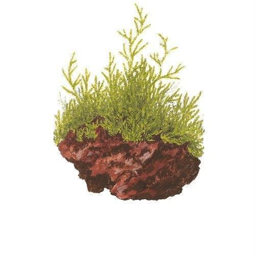 Java Moss - Tennis Ball