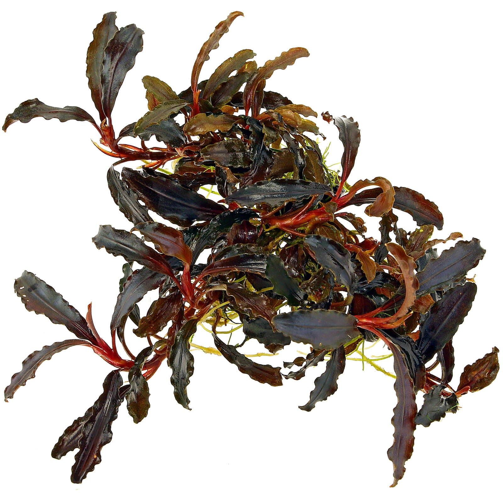 Bucephalandra Phantom