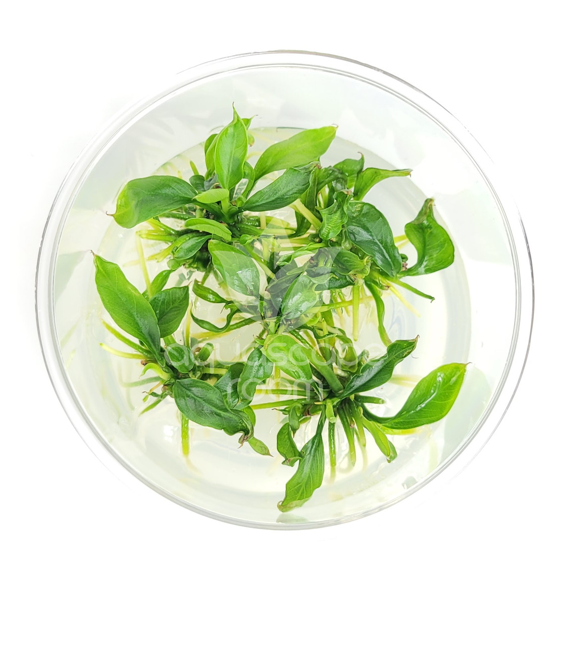 Bucephalandra Green Wavy