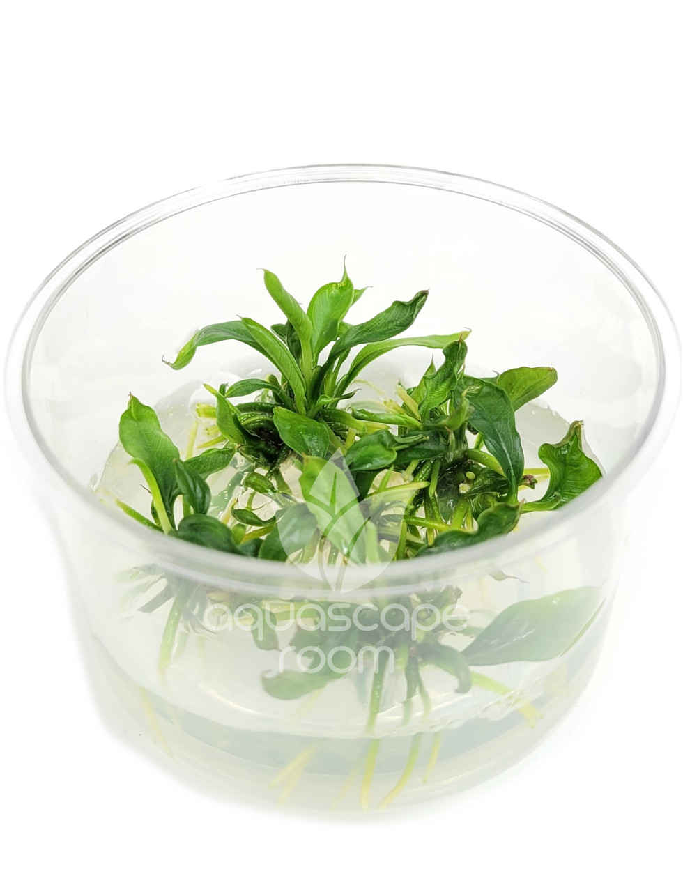 Bucephalandra Green Wavy - Large